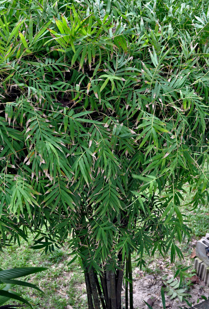 Image of Bambusa multiplex specimen.