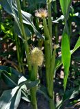 Zea mays. Части побегов с женскими соцветиями-початками. Московская обл., гор. округ Серпухов, дол. р. Протва, в культуре. 09.08.2026.