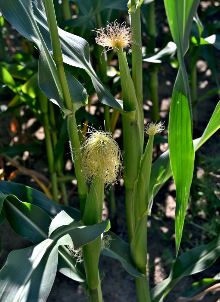 Изображение особи Zea mays.