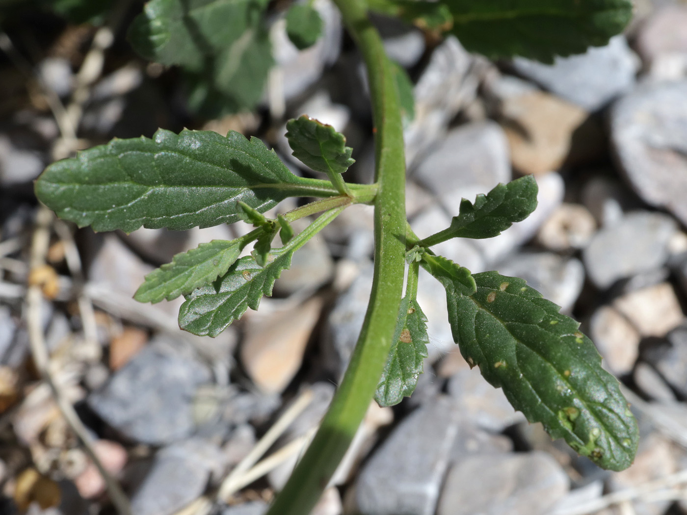 Изображение особи род Scrophularia.