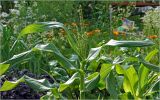 Zea mays. Верхушка растения с развивающимся мужским соцветием. Московская обл., Раменский р-н, окр. дер. Хрипань, садовый участок. 21.07.2026.