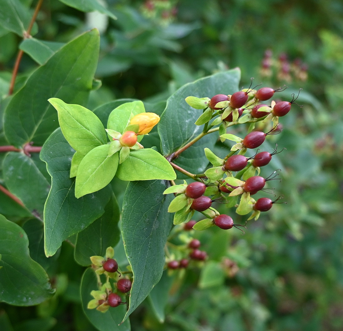 Image of genus Hypericum specimen.