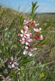 Amygdalus nana. Верхушка цветущего растения. Татарстан, Бавлинский р-н. 15.05.2011.