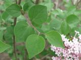 Syringa meyeri