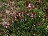 Coris monspeliensis