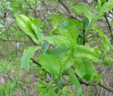 Salix myrsinifolia