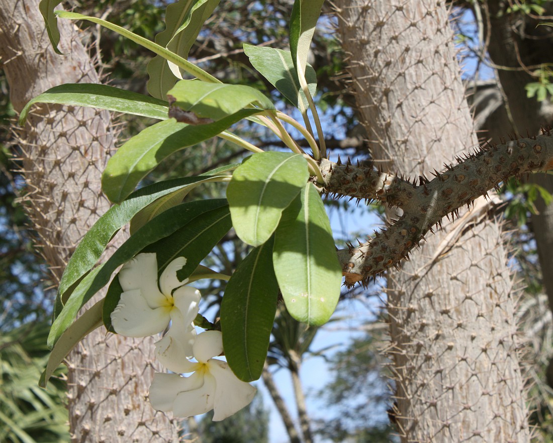 Image of Pachypodium lamerei specimen.