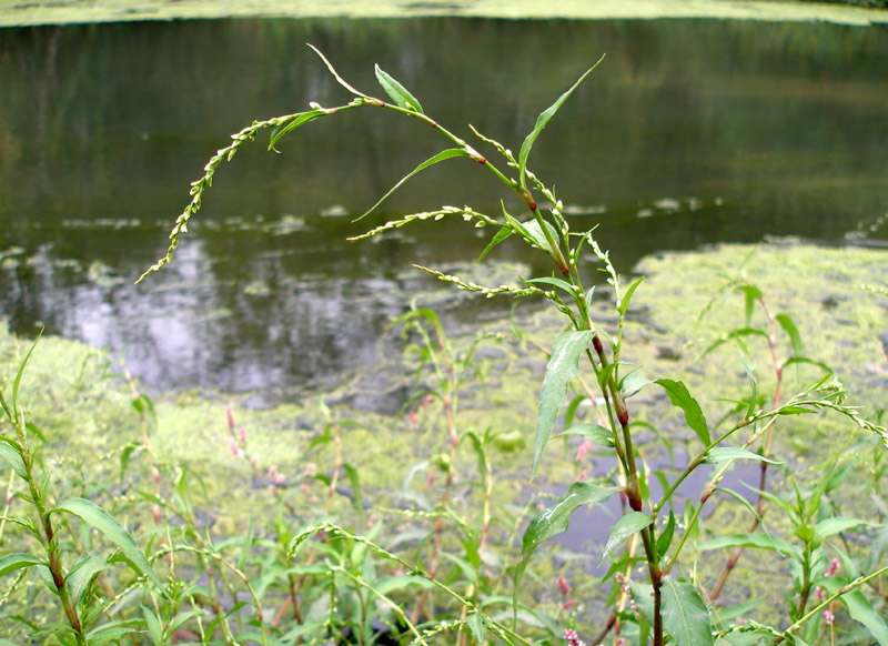 Image of Persicaria hydropiper specimen.