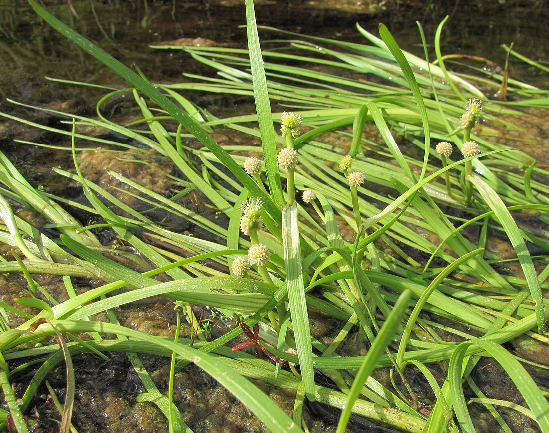 Image of Sparganium hyperboreum specimen.