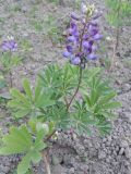 Lupinus succulentus. Полуторамесячное цветущее растение. Окр. г. Томск, дачный участок. 19 июня 2011 г.