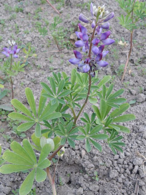 Изображение особи Lupinus succulentus.