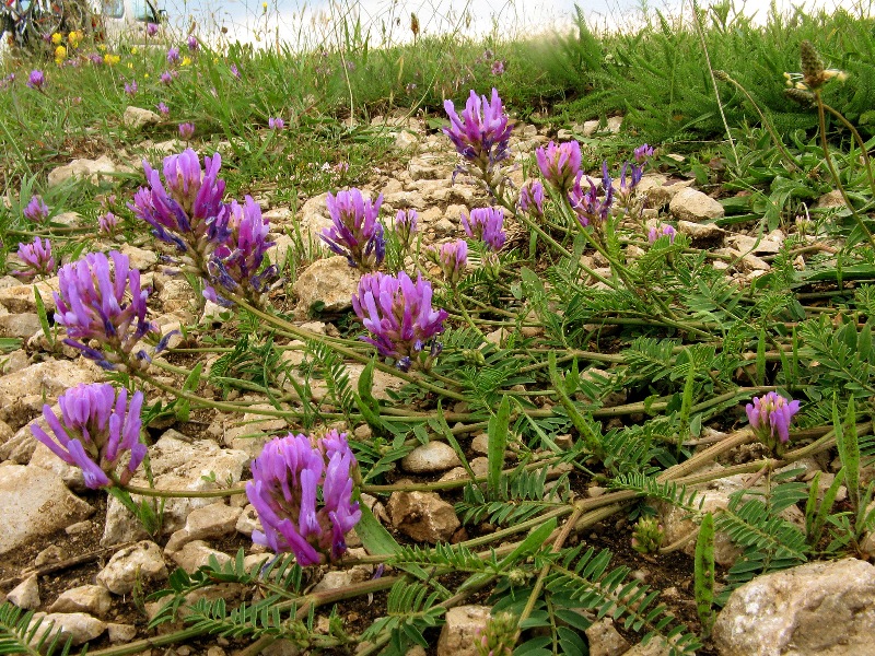 Image of Astragalus onobrychis specimen.