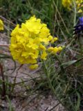 genus Alyssum. Верхушка цветущего растения. Крым, Тарханкут, каменистый обрывистый склон. 26 июня 2011 г.