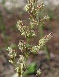 Agrostis stolonifera