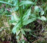 Campanula abietina. Нижняя часть цветущего растения. Украина, Ивано-Франковская обл., Надворнянский р-н, природный заповедник \"Горганы\", ур. Джурджинец. 18 июня 2011 г.