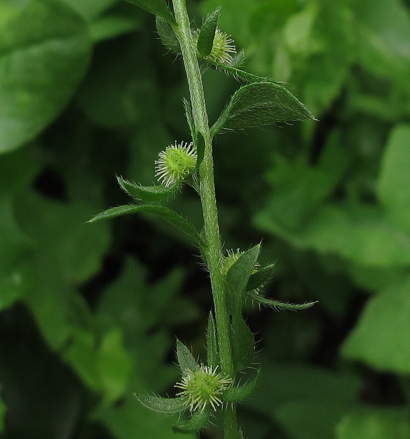 Image of Lappula squarrosa specimen.