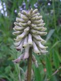 Astragalus uliginosus