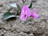 Gueldenstaedtia monophylla