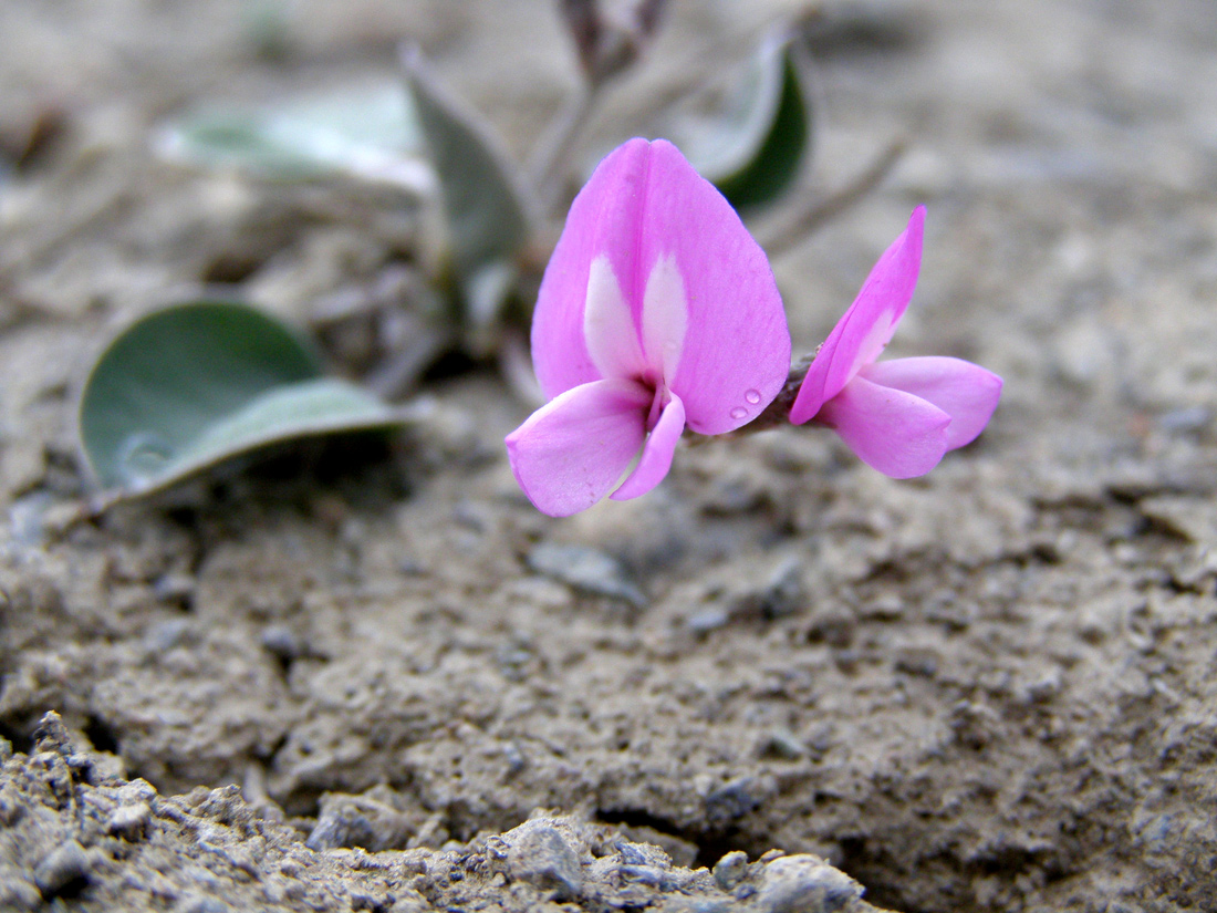 Изображение особи Gueldenstaedtia monophylla.