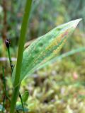 Dactylorhiza viridis