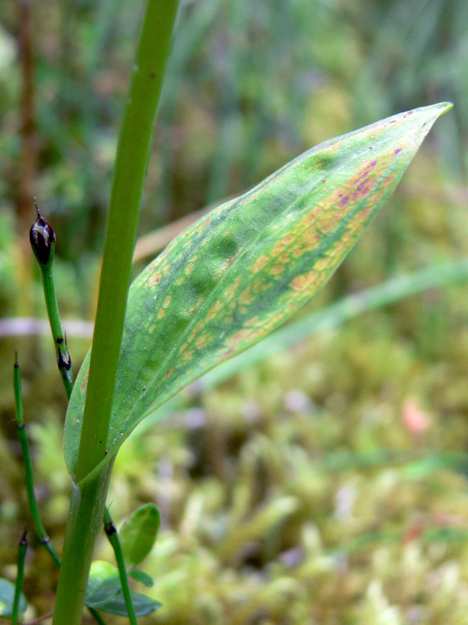 Image of Dactylorhiza viridis specimen.