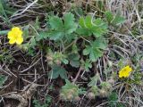 Potentilla depressa