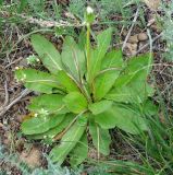 Taraxacum karatavicum. Плодоносящее растение. Казахстан, Кызылординская обл., Жанакорганский р-н, каратавская куэста, долина р. Бесарык. 29.04.2011.