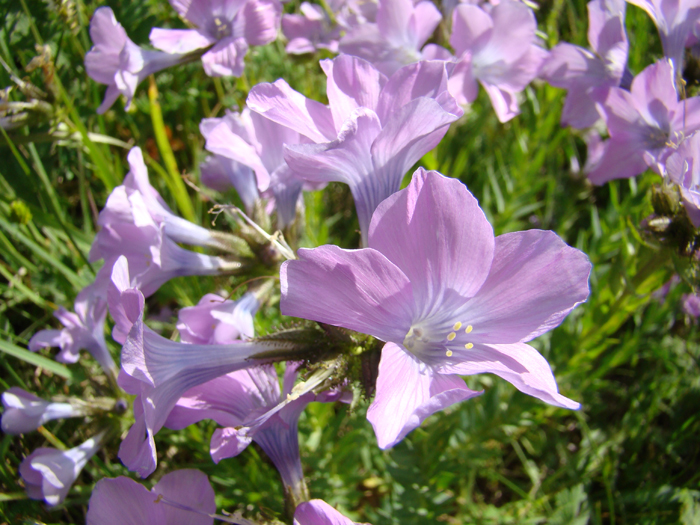 Изображение особи Linum heterosepalum.