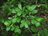 Salix × livescens