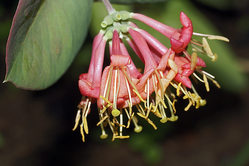 Изображение особи Lonicera caprifolium.