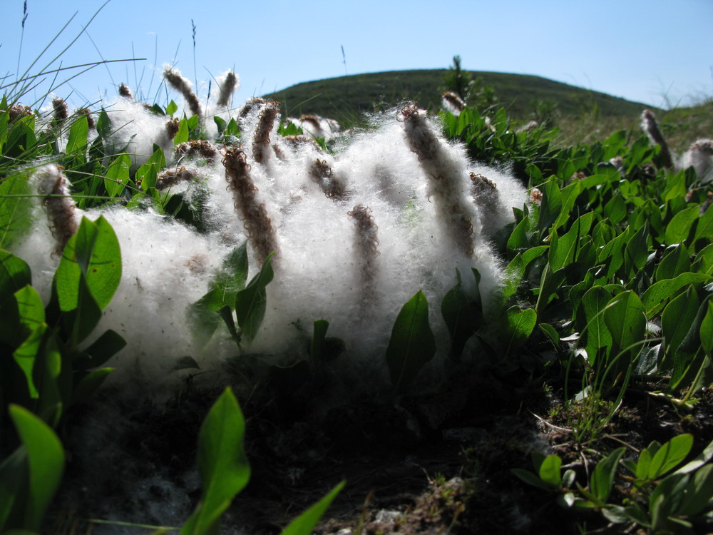 Image of Salix rectijulis specimen.