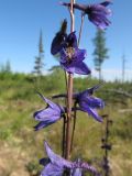 Delphinium crassifolium