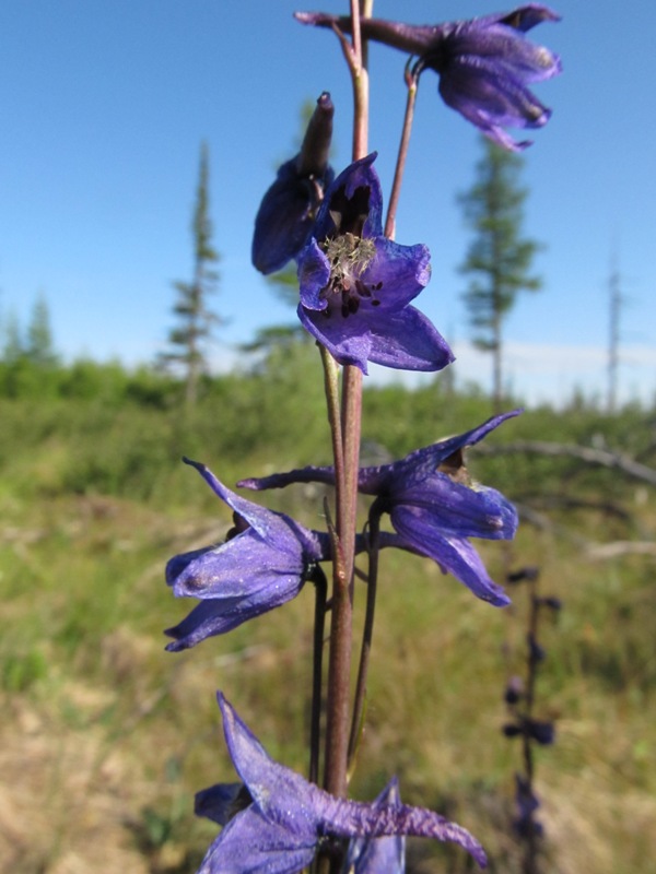 Image of Delphinium crassifolium specimen.