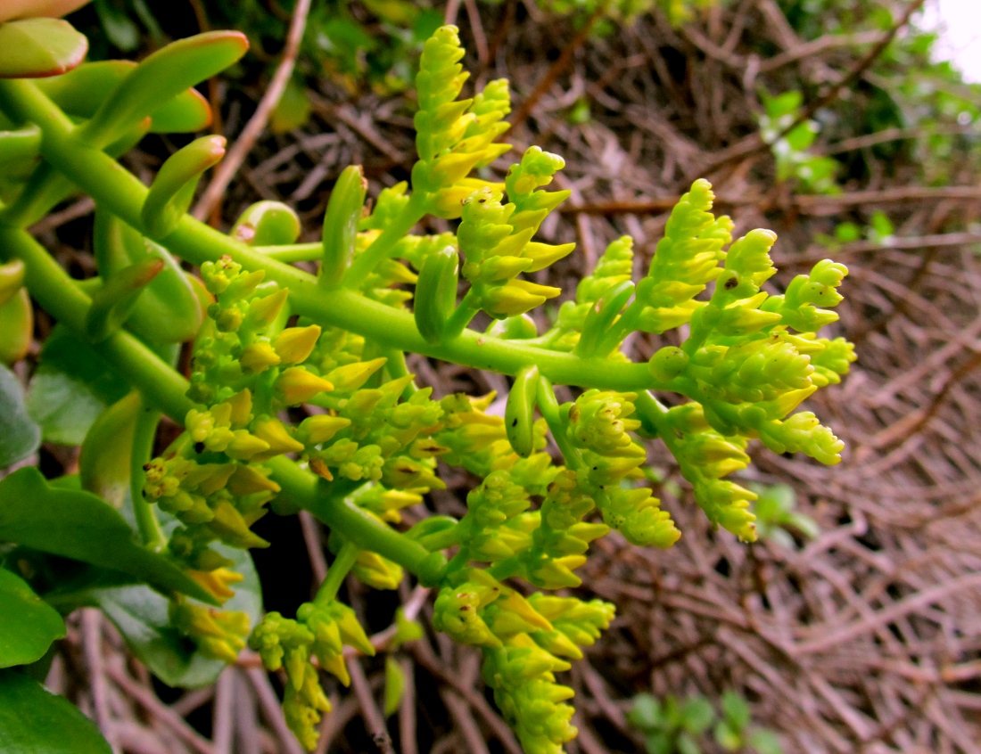 Image of Sedum praealtum specimen.