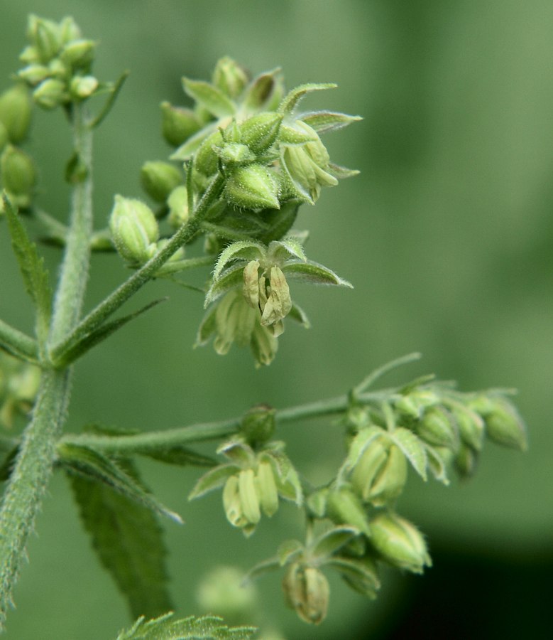 Image of Humulopsis scandens specimen.