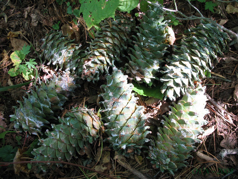 Изображение особи Pinus koraiensis.