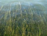 Vallisneria spiralis. Цветущие растения. Астраханская обл., Камызякский р-н, р. Старая Волга. 29.08.2009.