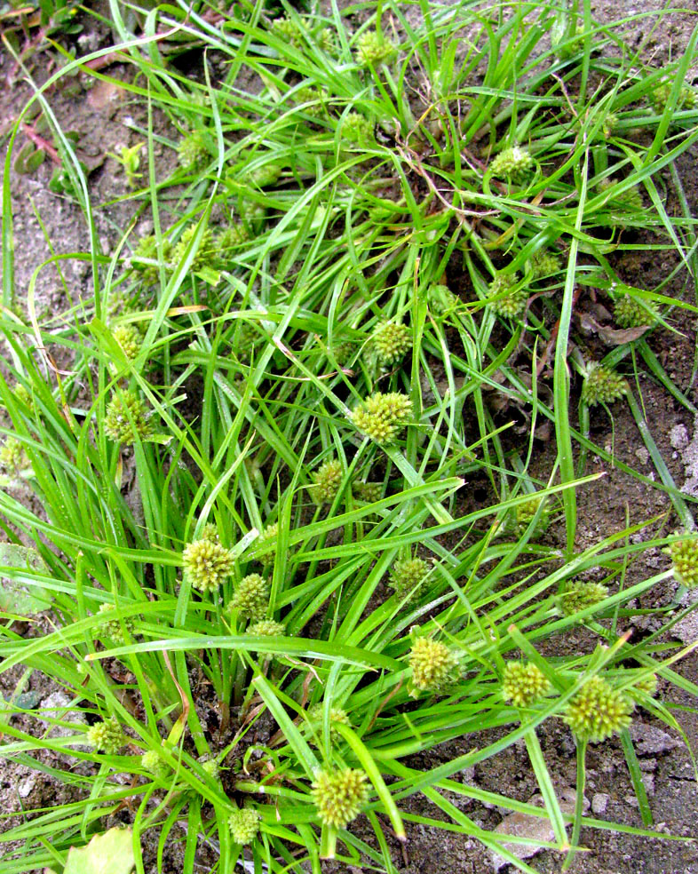 Изображение особи Cyperus michelianus.
