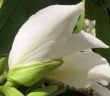 Bauhinia variegata. Цветок (белая форма). Израиль, Шарон, г. Герцлия, в культуре. 01.04.2012.