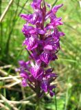 Dactylorhiza majalis. Соцветие. Украина, Ивано-Франковская обл., Надворнянский р-н, севернее с. Быстрица, болото. 18 июня 2011 г.