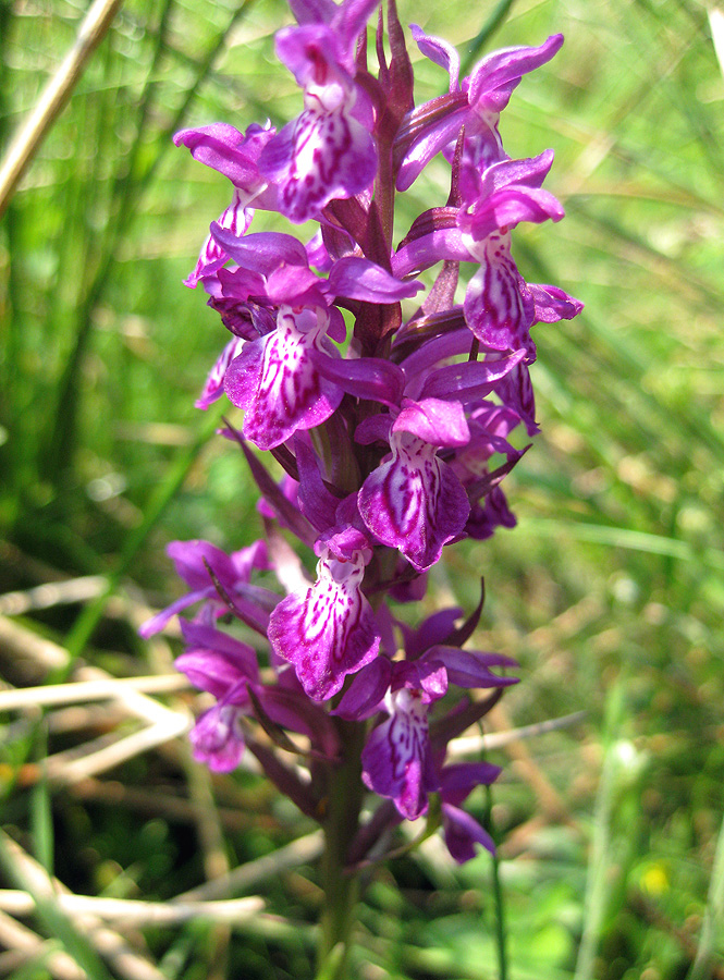 Image of Dactylorhiza majalis specimen.