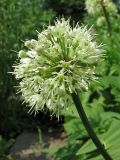 Allium victorialis