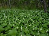 Maianthemum dilatatum. Цветущие растения под пологом ольхи. Приморский край, г. Находка. 13.06.2012.