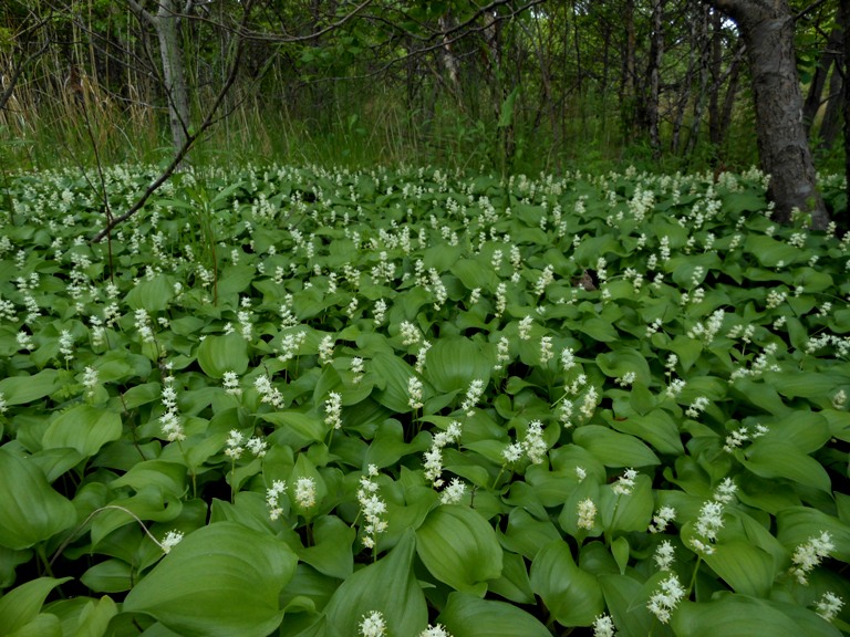 Image of Maianthemum dilatatum specimen.