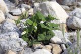 Salvia sclarea. Зацветающее растение. Южный Казахстан, хр. Боролдайтау, ущ. Кокбулак. 28.05.2008.