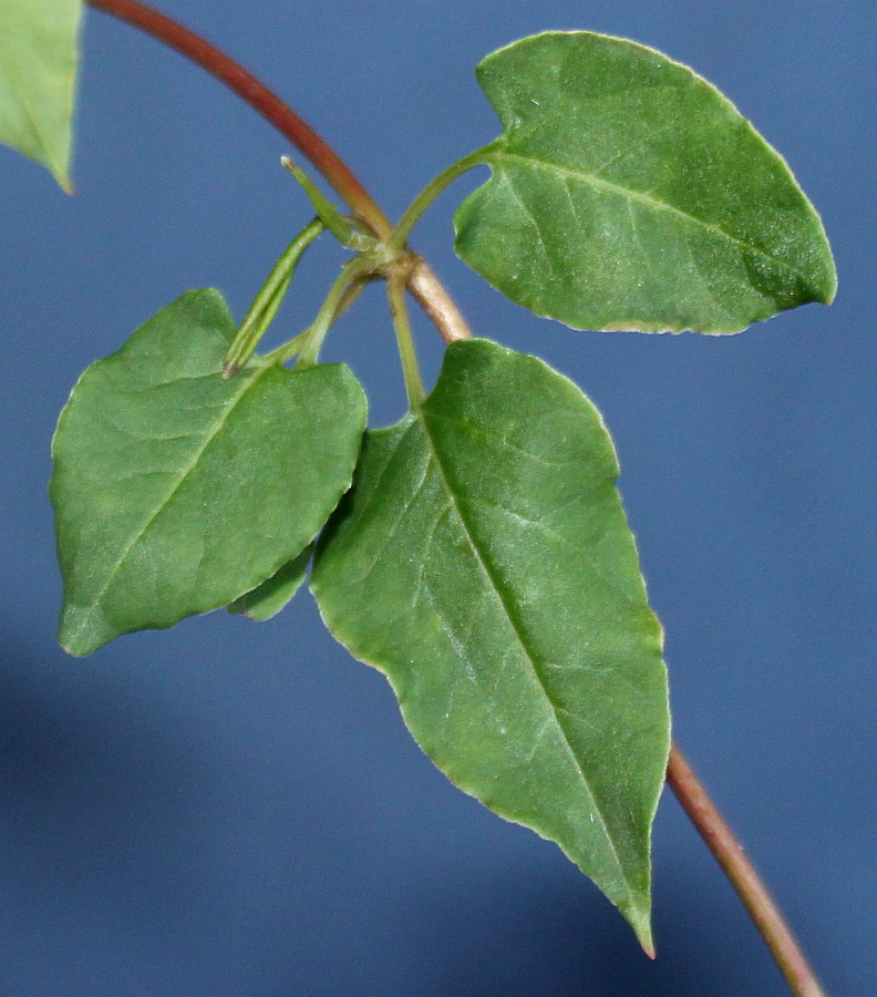 Image of Fallopia aubertii specimen.