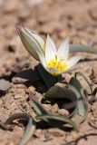 Tulipa turkestanica. Цветущее растение. Южный Казахстан, горы Каракус; высота примерно 800 м н.у.м. 03.04.2012.