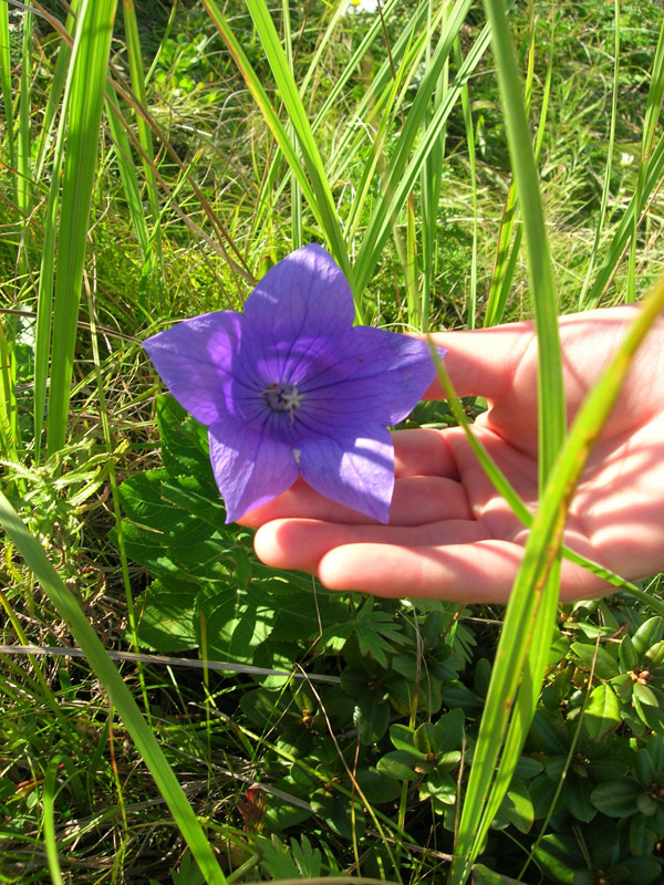 Image of Platycodon grandiflorus specimen.