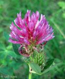 Trifolium medium