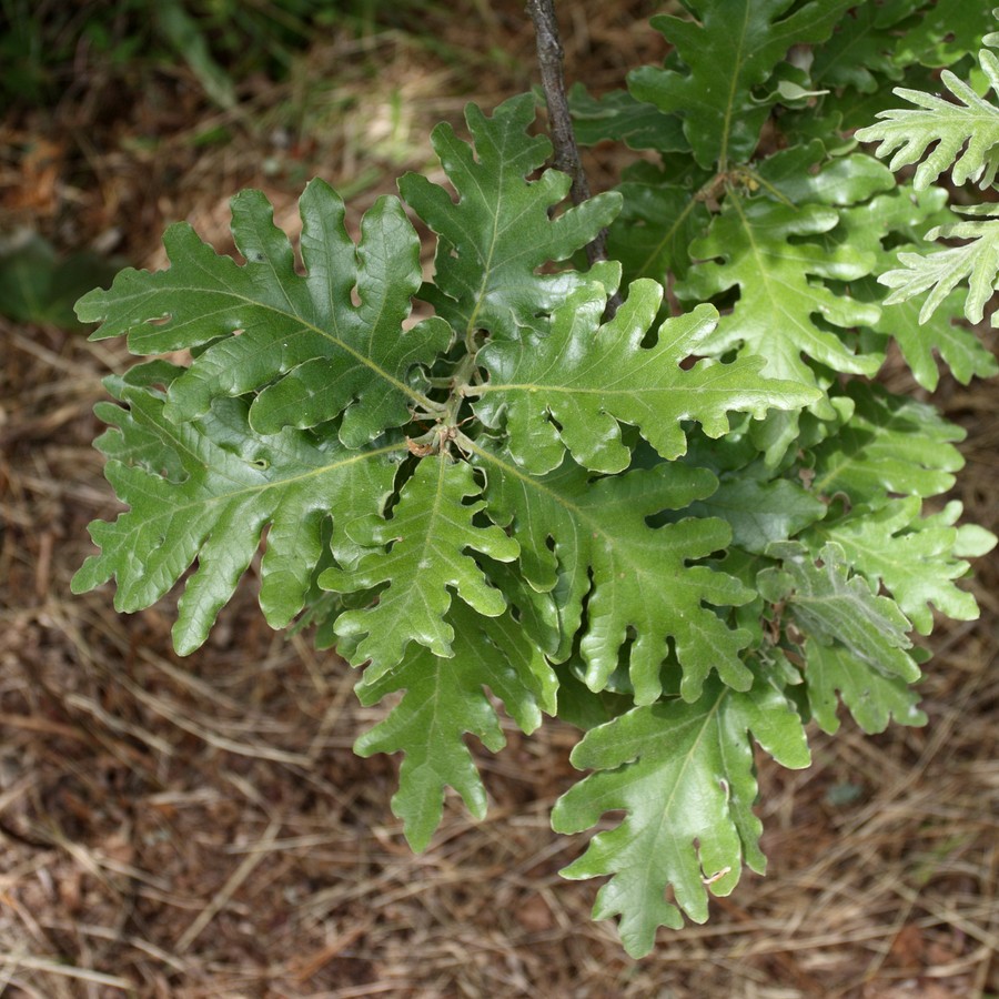 Изображение особи Quercus pyrenaica.